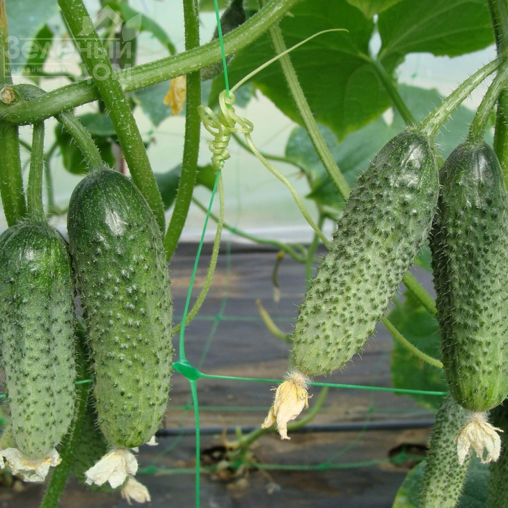 Зузана F1 / Zuzana F1, 35-45 днів фото 1