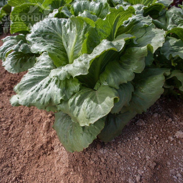 Крунчіта / Crunchita фото 2