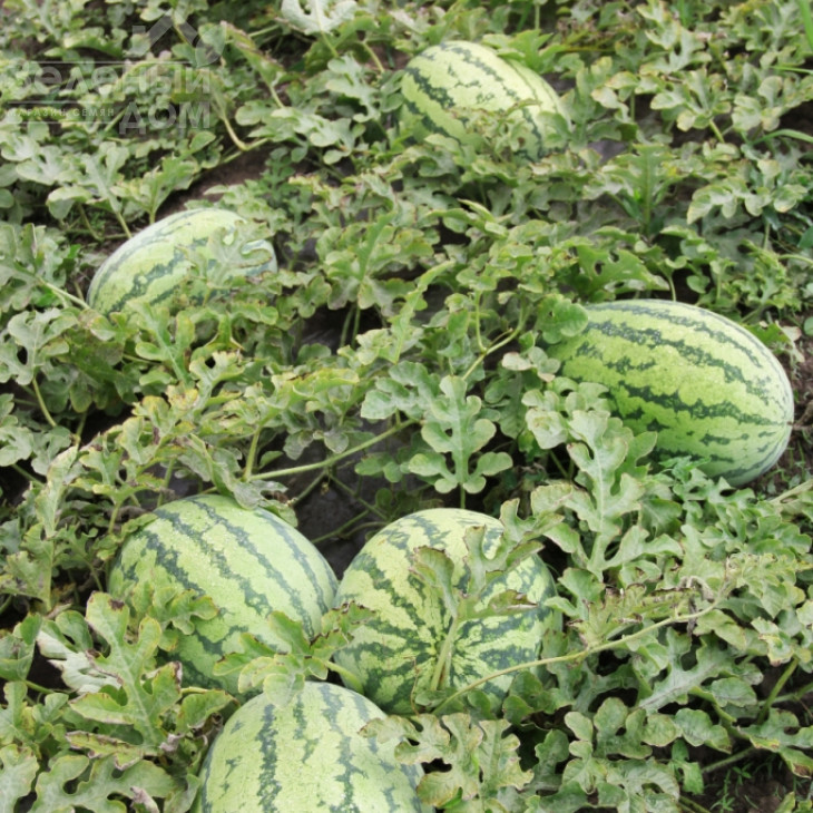 Астерікс (LS 1805) F1 / Asterix  (LS 1805) F1 фото 4