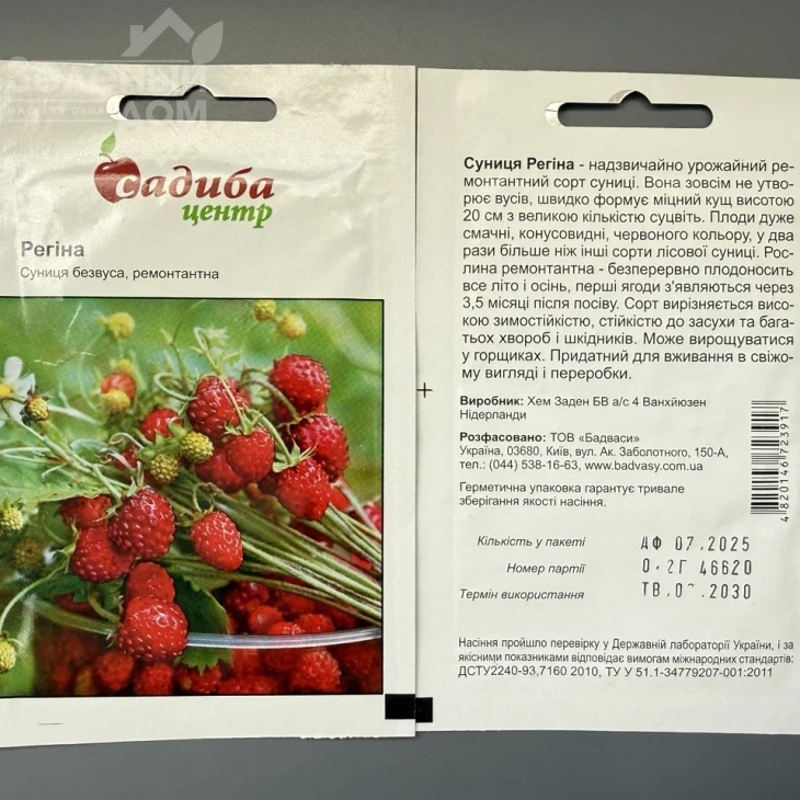Земляника безусая Регина ремонтантная фото 1
