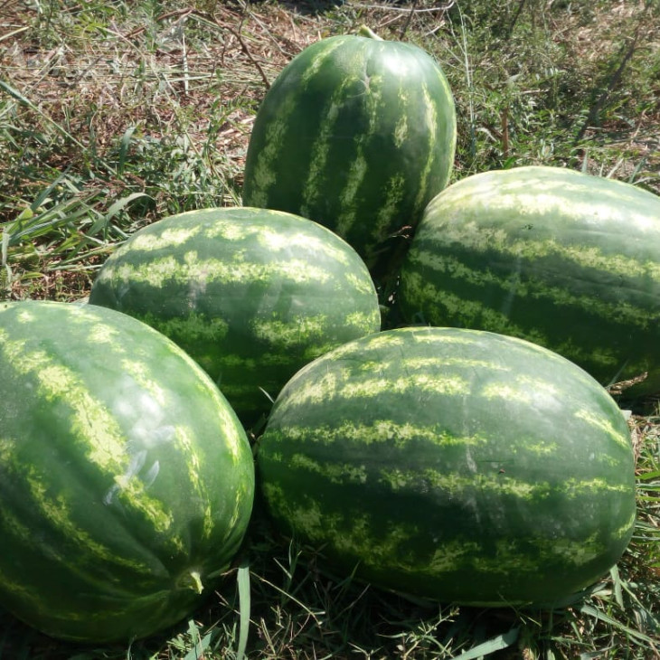 Тамерлан F1 / Tamerlan F1,65-68 днів фото 1