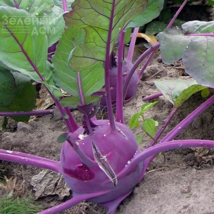 Виолета / Violeta,80-100 дней фото 1