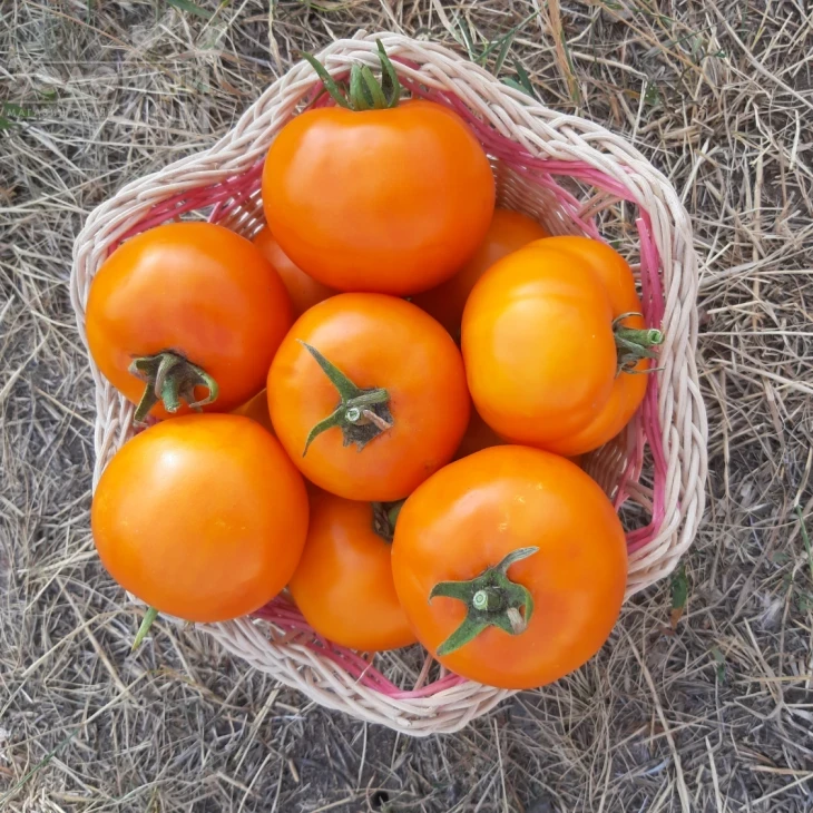 Батур F1 / Batur F1, 65-70 дней фото 4