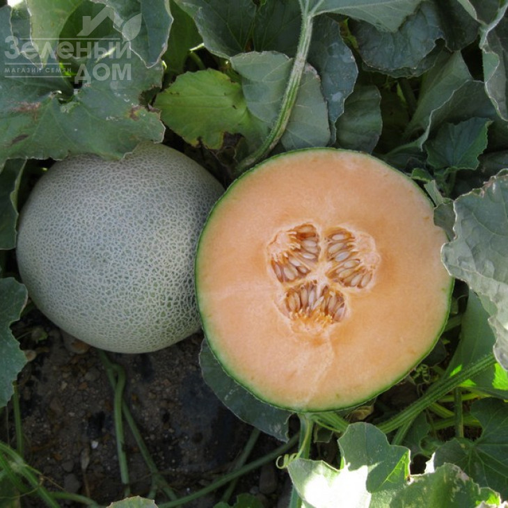 Карамеза F1 / Karameza F1 фото 2