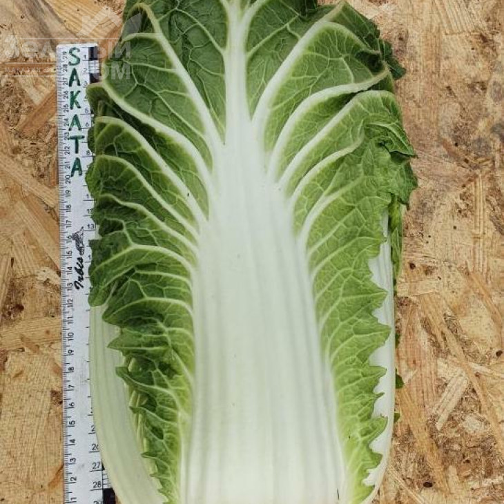 Натсукі F1 / Natsuki F1, 55-60 днів фото 3