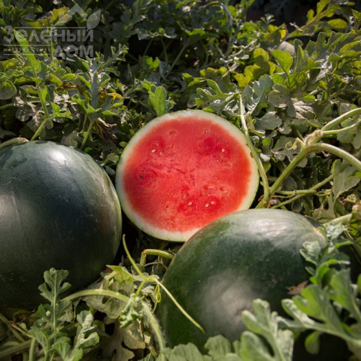 Гуелва F1 / Huelva F1,55-60 днів фото 1