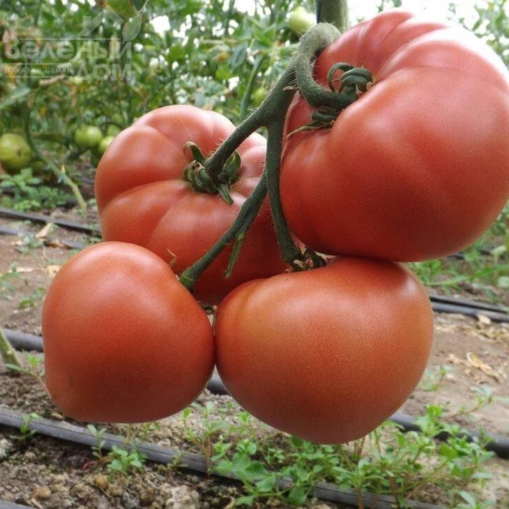 Розалба F1 / Rosalba F1,101-105 днів фото 1