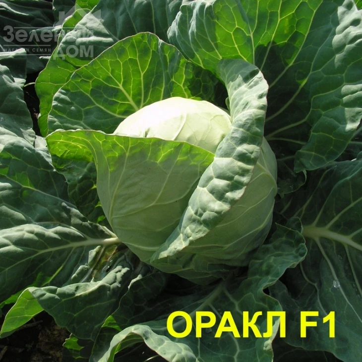 Оракл F1 / Oracle F1, 55 днів фото 5