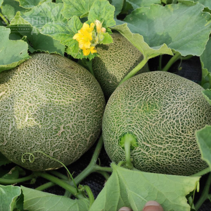 Сара F1 (INX 1231) F1 / SARA F1 (INX 1231) F1,48-50 днів фото 1