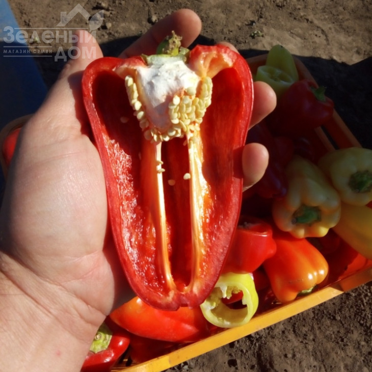 Лостун F1 / Lostun F1, 60-63 дні фото 3