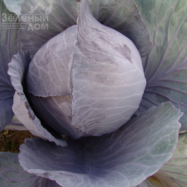 Руфус / Rufus фото 1