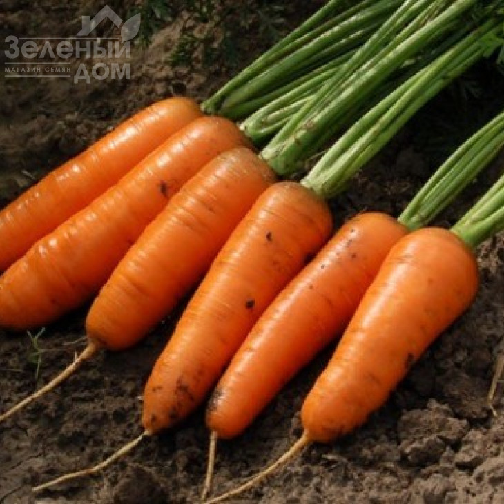 Канада F1 / Canada F1,135 днів фото 1