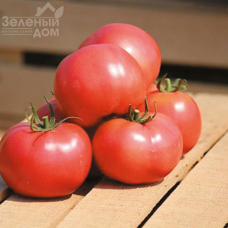 Хепінет F1 / Hapinet F1,65-70 днів фото 2