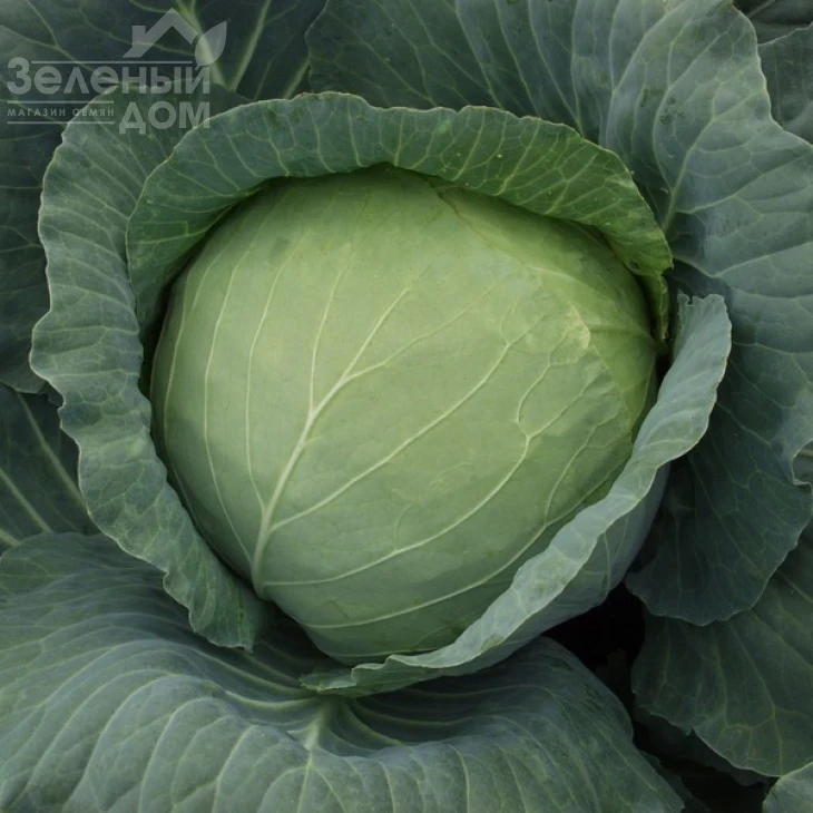 Кубок F1 / Kubok F1,85-90 дней фото 4