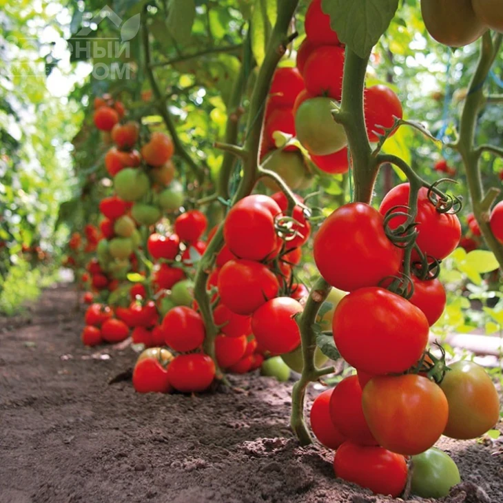 Тайлер F1 / Tajler F1,95-100 дней фото 1