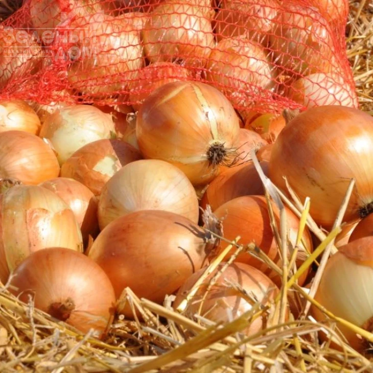 Спэниш Медальон F1 / Spanish Medalions F1,90 дней фото 1