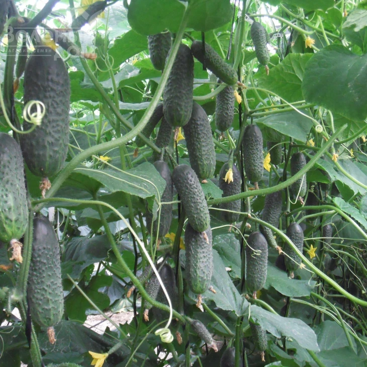 Директор F1 / Director F1,43-45 дней фото 1