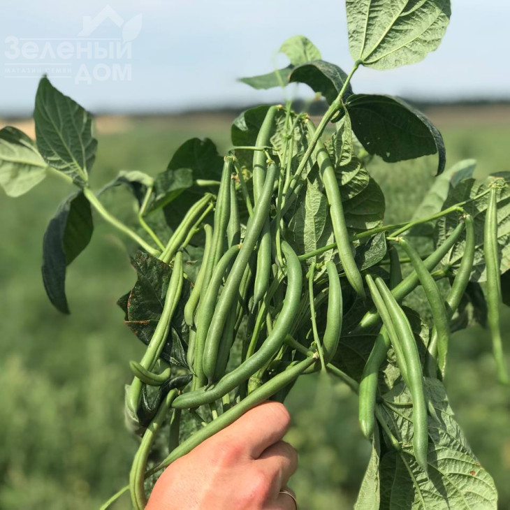 Мессі / Messi,58-62 дні фото 1