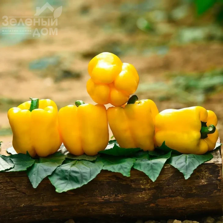 Ибица F1 / Ibitsa F1, 75-80 дней фото 1