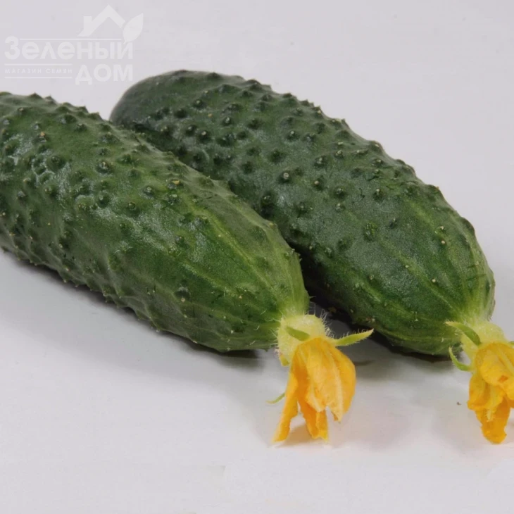 Маринда F1 / Marinda F1,40-45 дней фото 1