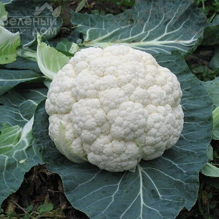 Локрис F1 / Locris F1,85 дней фото 1