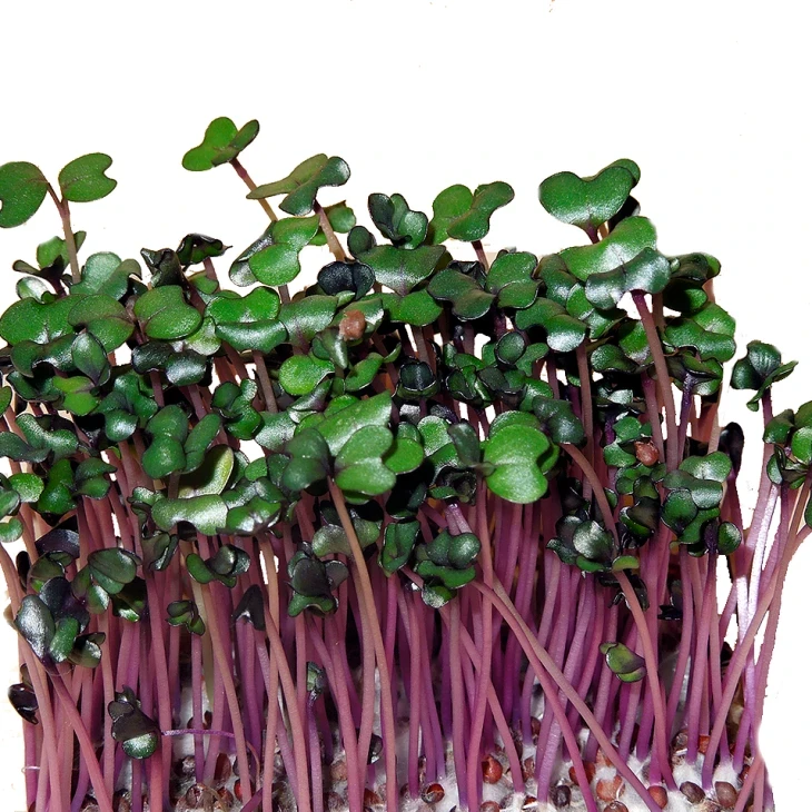 Микрогрин Капуста краснокочанная / Microgreen Cabbage red фото 1