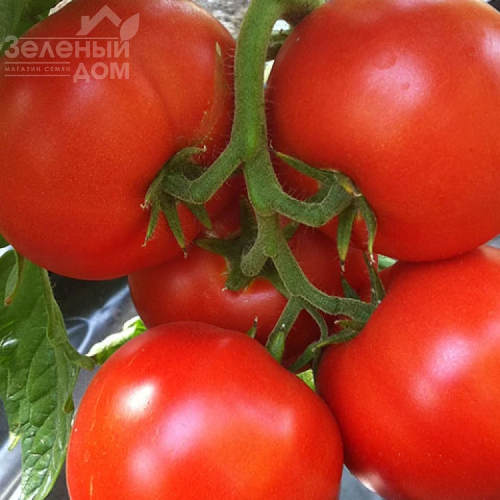 Саймон F1 / Saimon F1 фото 3