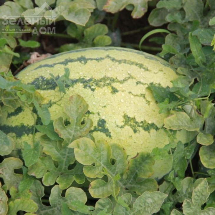 ЛС 1551 F1 / LS 1551 F1,62-65 днів фото 4