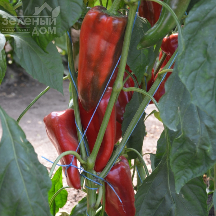 Каптур F1 / Kaptur F1,70-75 днів фото 3