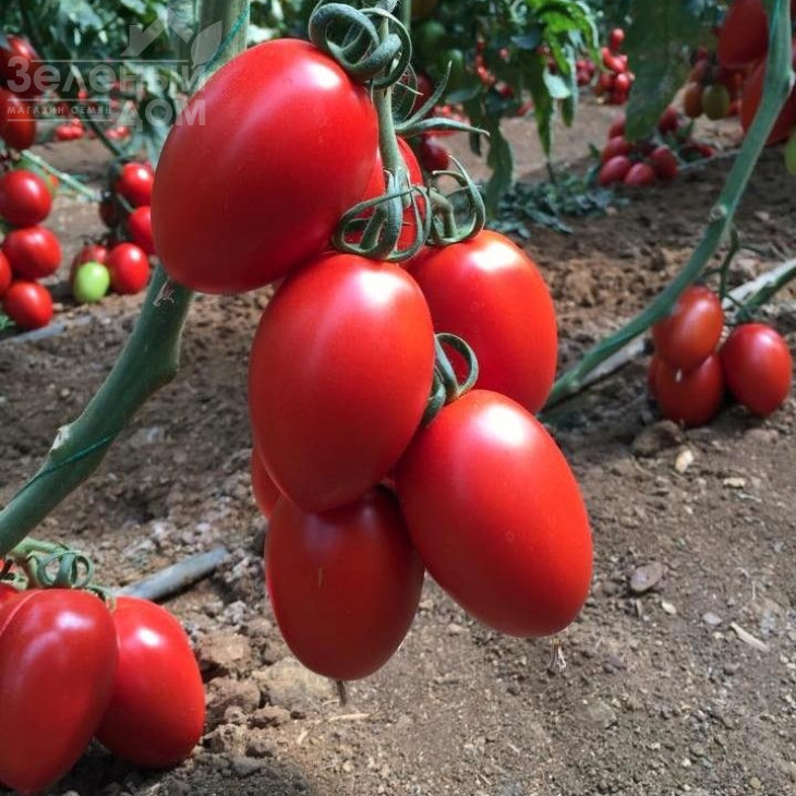 Колеос (132-111) F1 / Koleos (132-111) F1,120-130 днів фото 1