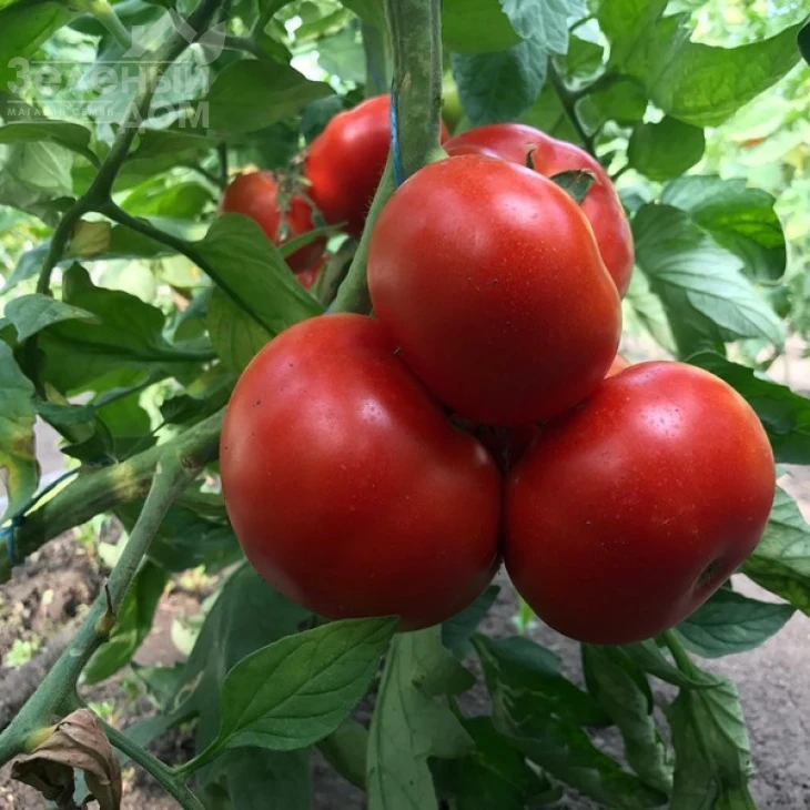 Оазис F1 / Oazis F1,67-70 дней фото 11