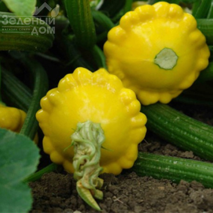 Сансеанс F1 / Sunsience F1,40-45 днів фото 1