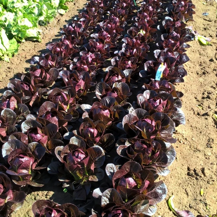 Мунред / Munred фото 2