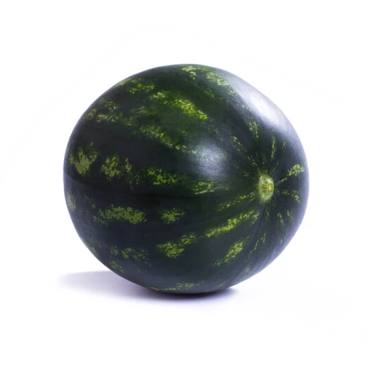 Лузитана F1 /  Lusitana F1, 55-58 дней фото 2