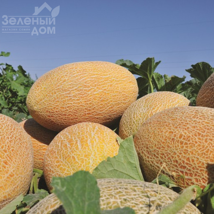 Амал F1 / Amal F1,65-70 днів фото 1