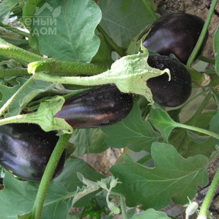 Классік F1 / Classic F1,70-75 днів фото 4