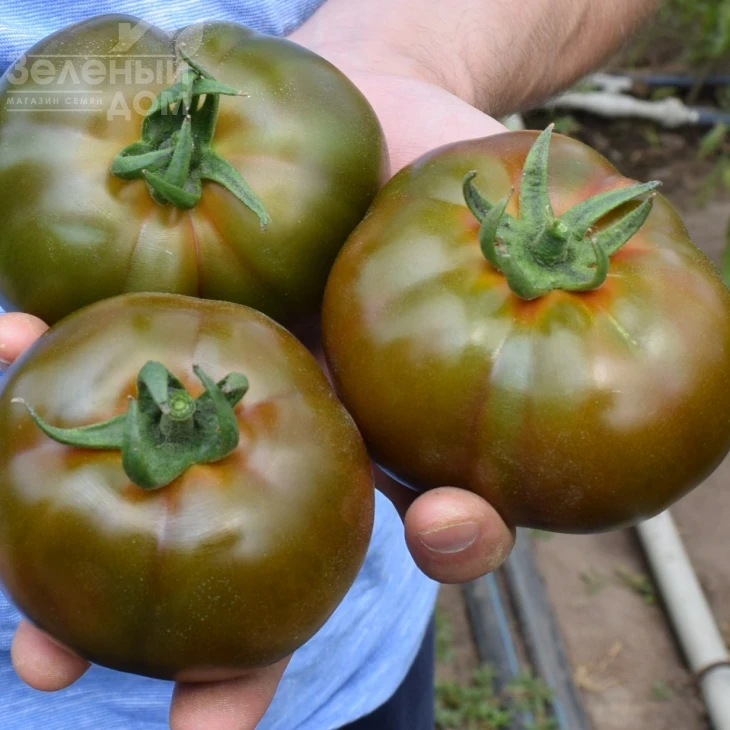 Блек Кинг F1 / Black King F1 фото 1