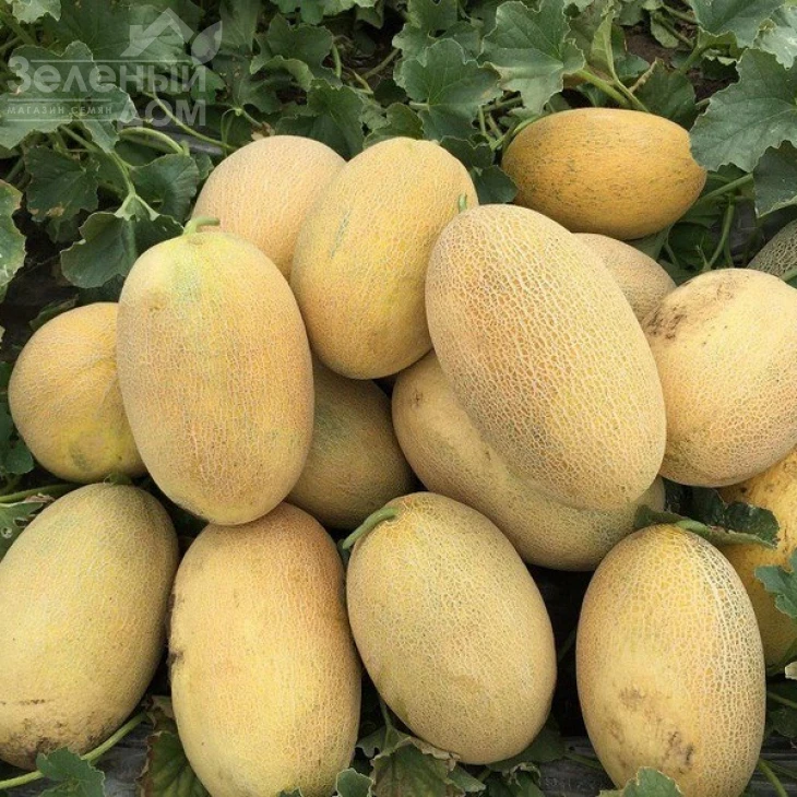 Мабелла F1 / Mabella F1,65-68 дней фото 2