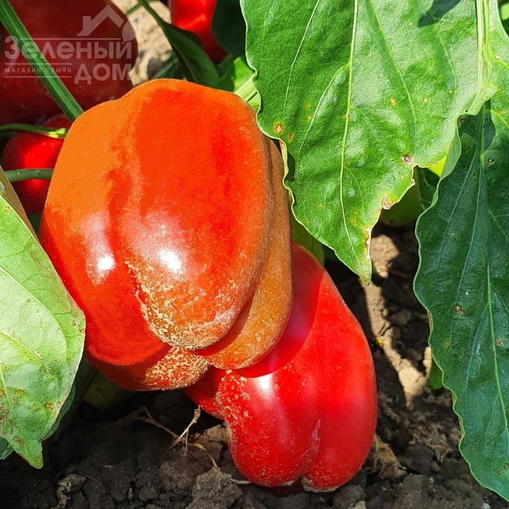 Касандра F1 / Kasandra F1 фото 2