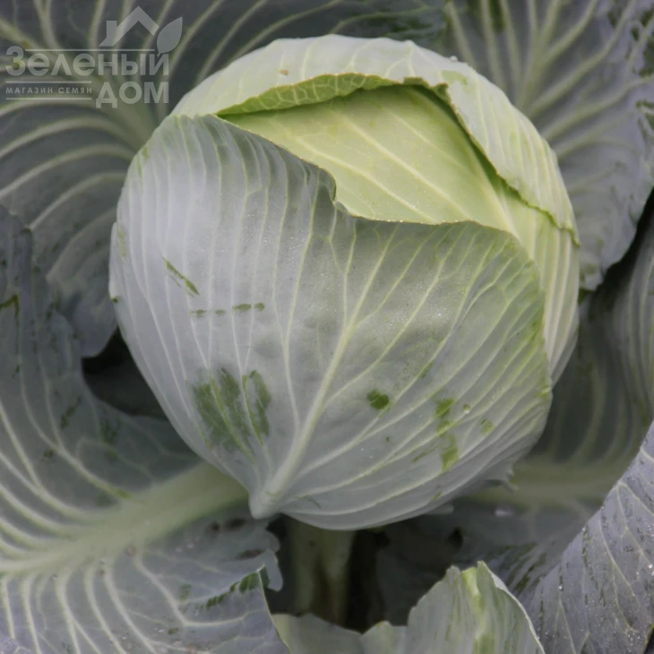 Кентавр F1 / Kentavr F1,130-145 дней фото 2