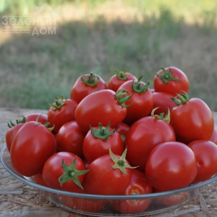 Чезена F1 / Chezena F1, 85-95 дней фото 2