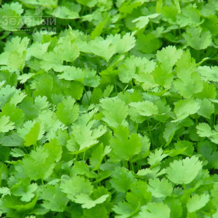 Карибе / Caribe,75 дней фото 2