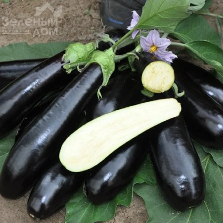 Мадалена F1 / Madalena F1,90-105 дней фото 1