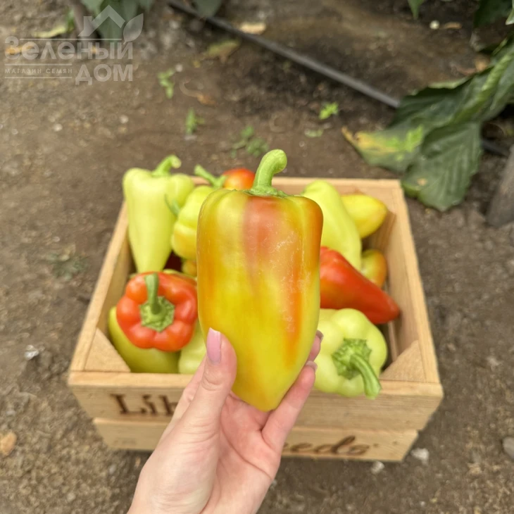 Рубикон F1 / Rubikon F1, 52-57 дней фото 3