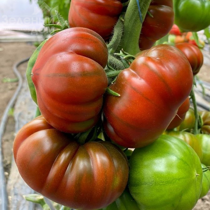 Браун Кой F1 / Brown Coy F1,105-115 днів фото 5