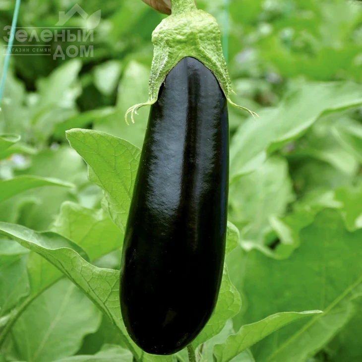 Эльдорадо F1 / Eldorado F1, 60-65 дней фото 2