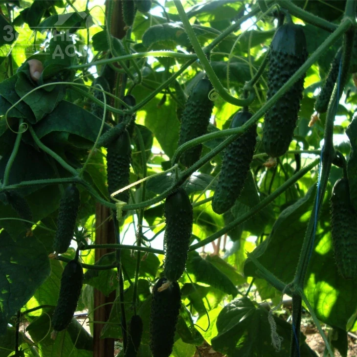 Крато F1 / Krato F1 фото 1