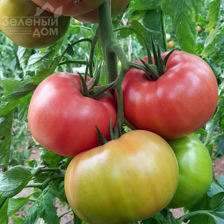 Мурпінк F1 / Murpink F1 фото 2