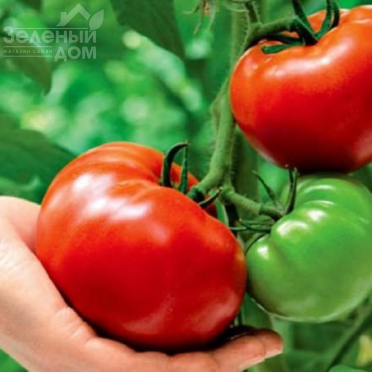 Панекра F1 / Panekra F1,58-60 днів фото 3