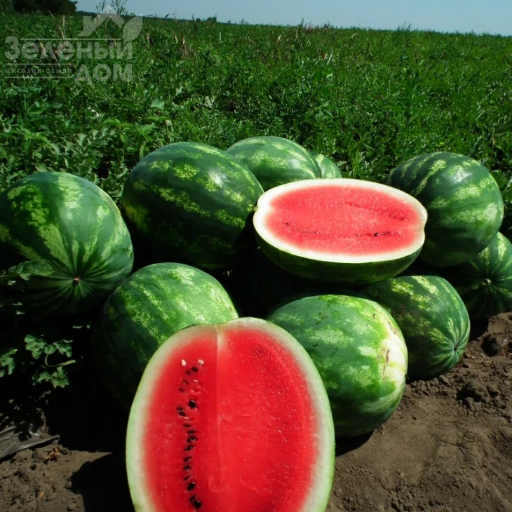 Целин F1 / Celin F1,60 дней фото 5